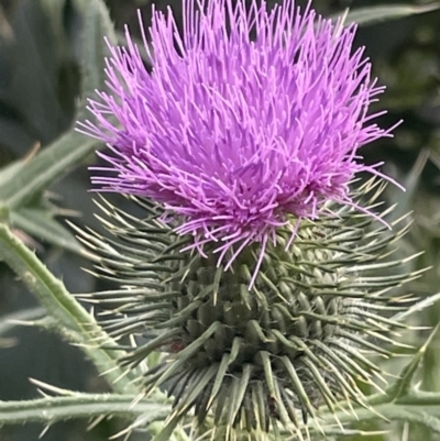 Cirsium vulgare (Spear Thistle) at Mount Ainslie - 16 Jan 2023 by Hejor1