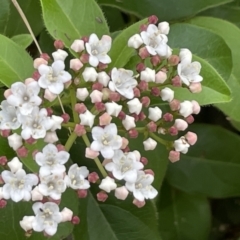 Viburnum tinus (Laurustinus) at Mount Ainslie - 16 Jan 2023 by Hejor1