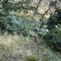 Acacia sp. at Campbell, ACT - 16 Jan 2023