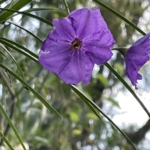 Solanum linearifolium at Campbell, ACT - 16 Jan 2023