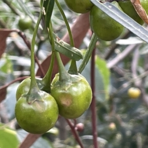 Solanum linearifolium at Campbell, ACT - 16 Jan 2023
