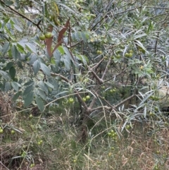 Solanum linearifolium at Campbell, ACT - 16 Jan 2023 05:10 PM