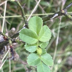 Rosa rubiginosa at Campbell, ACT - 16 Jan 2023