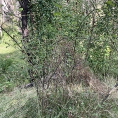 Rosa rubiginosa at Campbell, ACT - 16 Jan 2023