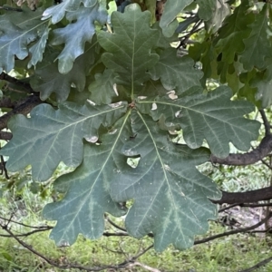 Quercus robur at Campbell, ACT - 16 Jan 2023