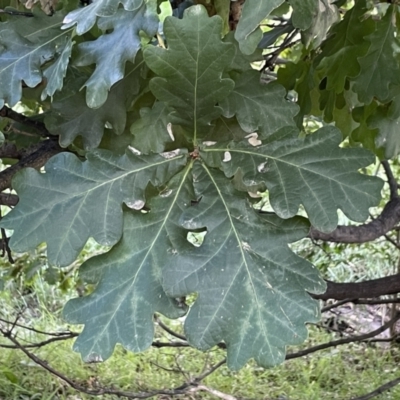 Quercus robur (English Oak) at Campbell, ACT - 16 Jan 2023 by Hejor1