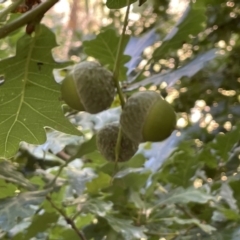 Quercus robur at Campbell, ACT - 16 Jan 2023