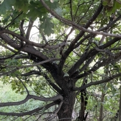 Quercus robur at Campbell, ACT - 16 Jan 2023