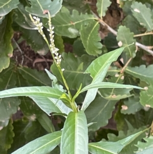 Persicaria hydropiper at Campbell, ACT - 16 Jan 2023 05:32 PM