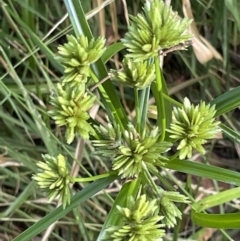 Cyperus eragrostis (Umbrella Sedge) at Mount Ainslie - 16 Jan 2023 by Hejor1