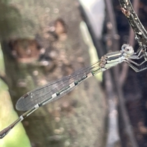 Austrolestes leda at Campbell, ACT - 16 Jan 2023 05:37 PM