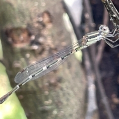 Austrolestes leda at Campbell, ACT - 16 Jan 2023