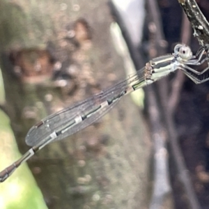 Austrolestes leda at Campbell, ACT - 16 Jan 2023 05:37 PM