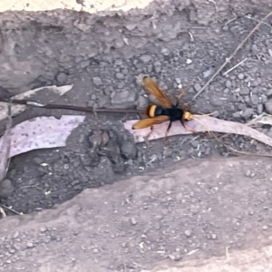 Cryptocheilus bicolor at Campbell, ACT - 16 Jan 2023 05:55 PM