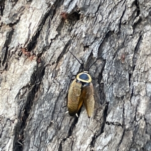 Ellipsidion australe at Campbell, ACT - 16 Jan 2023 05:56 PM