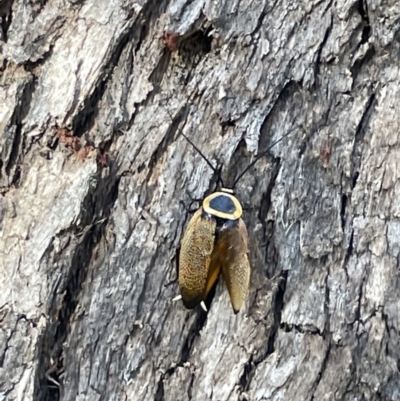 Ellipsidion australe (Austral Ellipsidion cockroach) at Campbell, ACT - 16 Jan 2023 by Hejor1