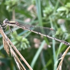 Austrolestes analis (Slender Ringtail) at Mount Ainslie - 16 Jan 2023 by Hejor1