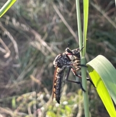 Chrysopogon muelleri (Robber fly) at Mount Ainslie - 16 Jan 2023 by Hejor1