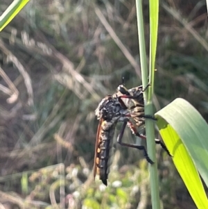 Chrysopogon muelleri at Campbell, ACT - 16 Jan 2023 05:51 PM