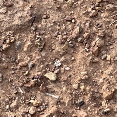 Iridomyrmex purpureus (Meat Ant) at Mount Ainslie - 16 Jan 2023 by Hejor1