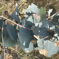 Eucalyptus bridgesiana (Apple Box) at Campbell, ACT - 16 Jan 2023 by Hejor1