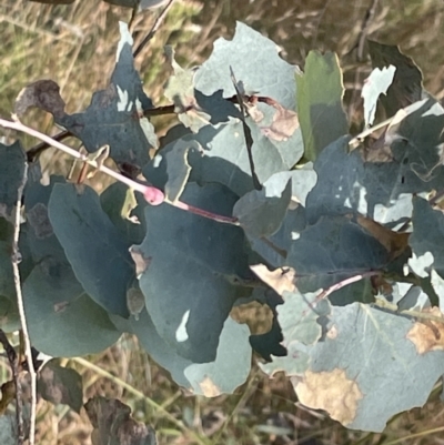 Eucalyptus bridgesiana (Apple Box) at Campbell, ACT - 16 Jan 2023 by Hejor1