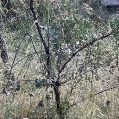 Eucalyptus bridgesiana at Campbell, ACT - 16 Jan 2023 06:25 PM