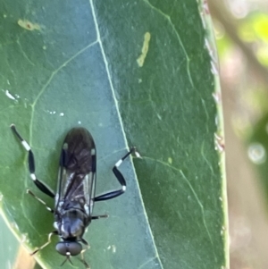 Exaireta spinigera at Campbell, ACT - 16 Jan 2023