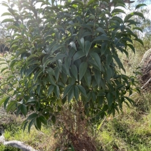 Ligustrum lucidum at Campbell, ACT - 16 Jan 2023 06:14 PM