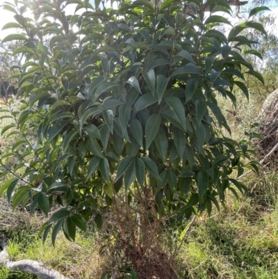 Ligustrum lucidum (Large-leaved Privet) at Mount Ainslie - 16 Jan 2023 by Hejor1