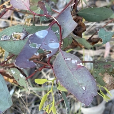 Eucalyptus blakelyi (Blakely's Red Gum) at Mount Ainslie - 16 Jan 2023 by Hejor1
