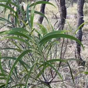 Acacia implexa at Campbell, ACT - 16 Jan 2023 06:28 PM