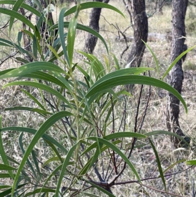 Acacia implexa (Hickory Wattle, Lightwood) at Mount Ainslie - 16 Jan 2023 by Hejor1