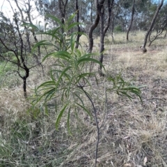 Acacia implexa at Campbell, ACT - 16 Jan 2023