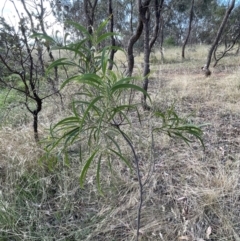 Acacia implexa at Campbell, ACT - 16 Jan 2023 06:28 PM