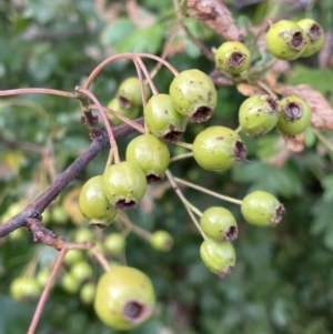 Crataegus monogyna at Campbell, ACT - 16 Jan 2023