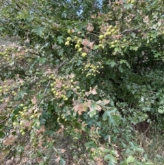 Crataegus monogyna at Campbell, ACT - 16 Jan 2023