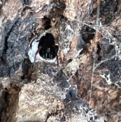 Unidentified Other web-building spider (TBC) at Campbell, ACT - 16 Jan 2023 by Hejor1