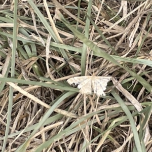 Scopula rubraria at Dickson, ACT - 21 Jan 2023