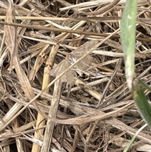 Scopula rubraria at Dickson, ACT - 21 Jan 2023