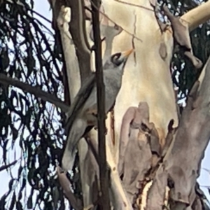 Manorina melanocephala at Dickson, ACT - 21 Jan 2023 05:13 PM