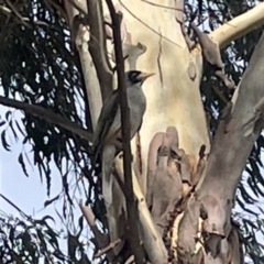 Manorina melanocephala at Dickson, ACT - 21 Jan 2023 05:13 PM