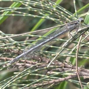 Ischnura heterosticta at Dickson, ACT - 21 Jan 2023