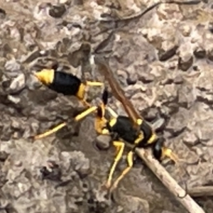 Sceliphron laetum at Dickson, ACT - 21 Jan 2023 05:09 PM