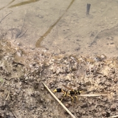 Sceliphron laetum at Dickson, ACT - 21 Jan 2023 05:09 PM