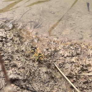 Sceliphron laetum at Dickson, ACT - 21 Jan 2023 05:09 PM