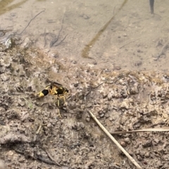 Sceliphron laetum at Dickson, ACT - 21 Jan 2023 05:09 PM