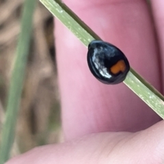 Orcus bilunulatus at Dickson, ACT - 21 Jan 2023