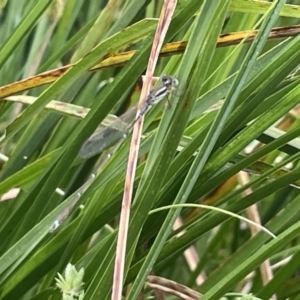 Austrolestes analis at Dickson, ACT - 21 Jan 2023 05:42 PM