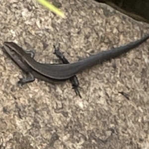 Lampropholis delicata at Dickson, ACT - 21 Jan 2023 05:41 PM